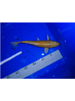 0f4f5e84-bea2-4241-8c18-8d90855816fc