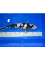 8ecfda62-9815-40f2-9830-767e1b6cb6c1