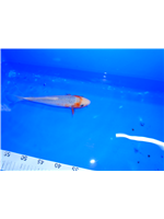 8ac7b295-7388-4636-a5f2-7974865b542c