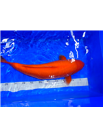 c607cfc8-fc83-4fc7-b460-97d500662fd0