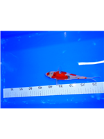 9b63a49d-715d-4c6f-8ab5-0be573ef2686