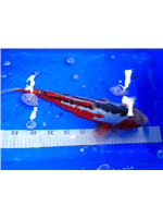 893346b6-f7b4-48b5-b2aa-766e635bb387