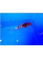 ad9c06af-4ef7-4dfd-8132-eefa12efd047