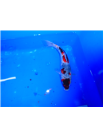 fcd5e95b-d43a-4a5c-9d80-efb0fa4b67bd